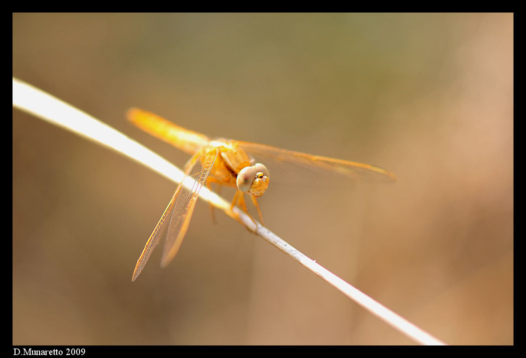 Libellula...equilibrista!